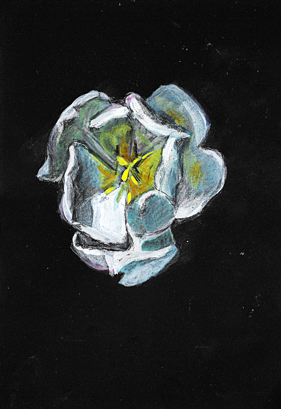 Night Bloom