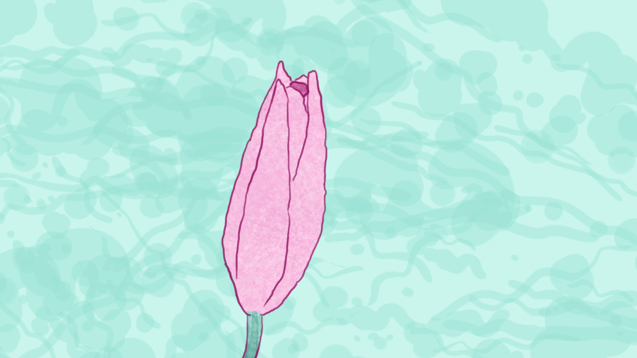 flower-gif.gif