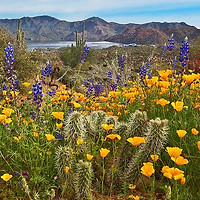 Sonoran Desert.jpg