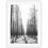 Thumbnail: Pine Paths