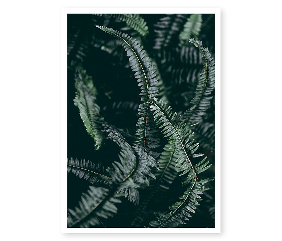 Thumbnail: Dark Foliage 2 of 2