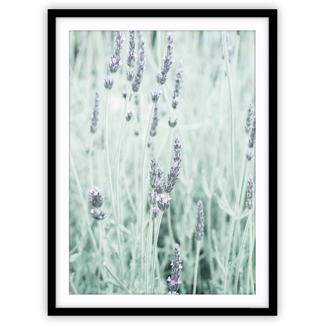 Thumbnail: Lavendar Fields II