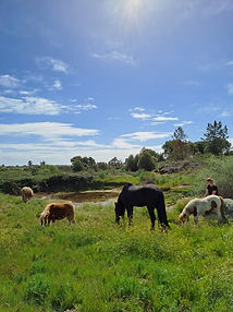 Paarden.jpg