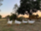 Ducks on the farm