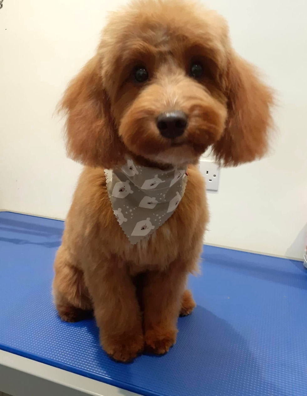 Bea - Puppy 1 .JPG
