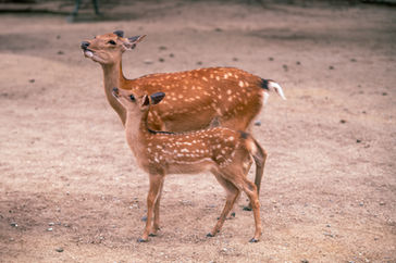 Nara Deer [2]
