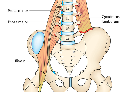 Anatomical diagram of the lower spine and pelvis, highlighting muscles like psoas major, quadratus lumborum, and iliacus with labeled sections.