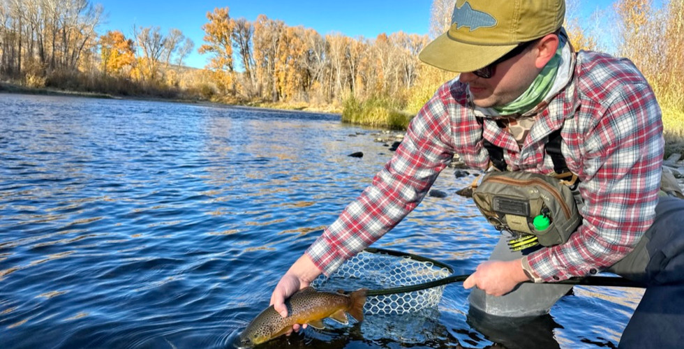 Releasing a brown trout.