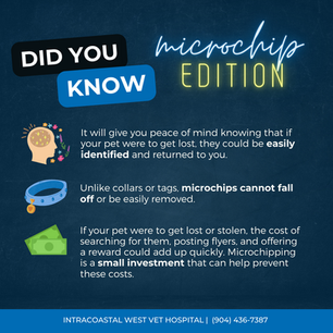 4 Reasons to Microchip your Pet