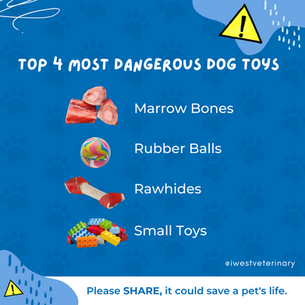 Top 4 Most Dangerous Dog Toys