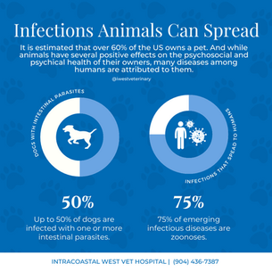 Infections that Pets Can Spread to Humans