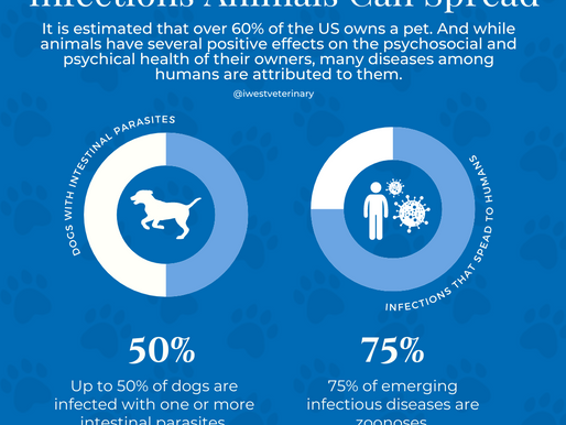 Infections that Pets Can Spread to Humans