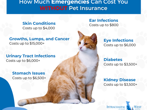 How Much Emergencies Can Cost Without Pet Insurance
