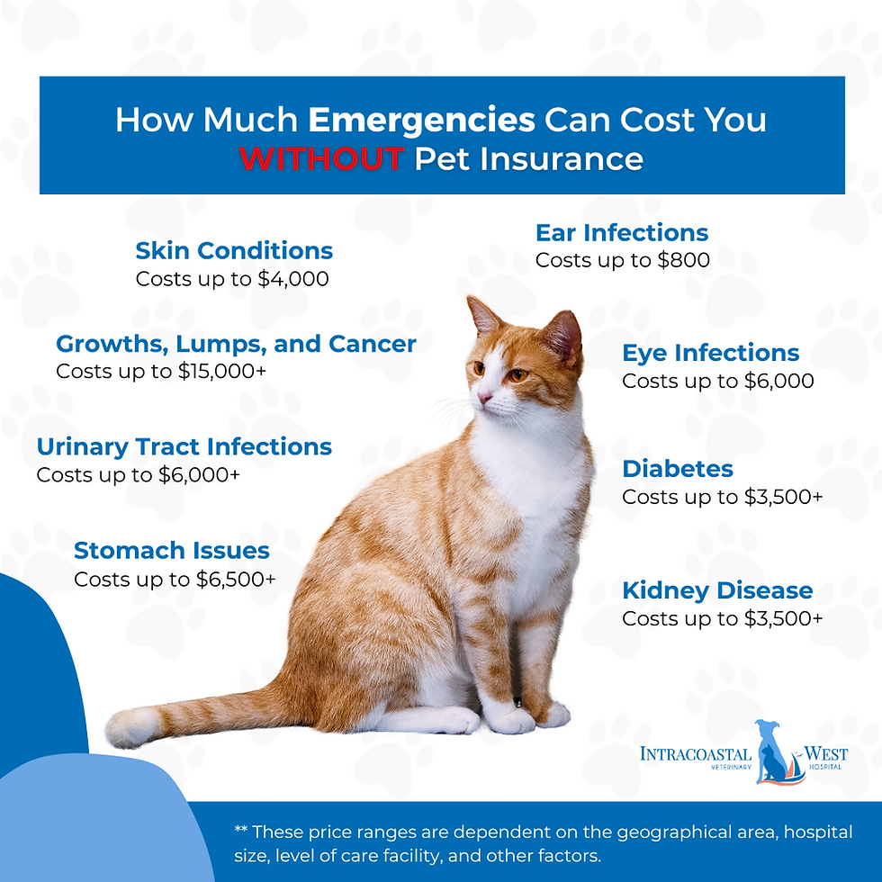 How Much Emergencies Can Cost Without Pet Insurance