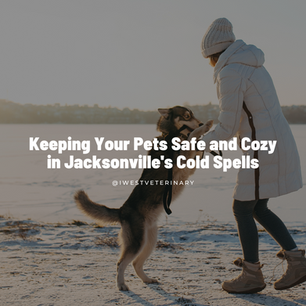 Winter Wellness: Keeping Your Pets Safe and Cozy in Jacksonville's Cold Spells