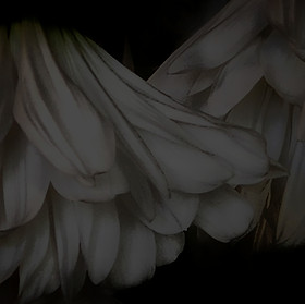 Drooping daisies 8.25 x 8_edited.jpg