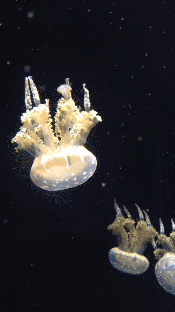 Jellyfish.gif