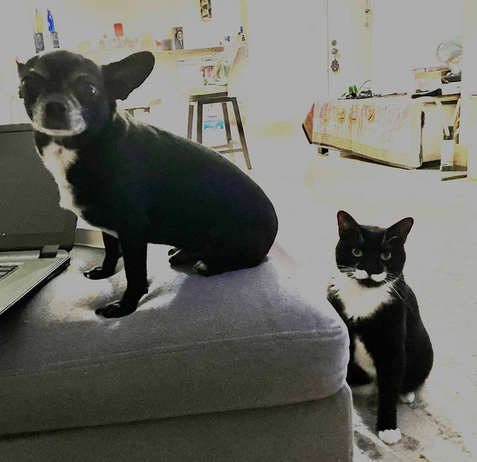 Gizmo and Hector Coyle