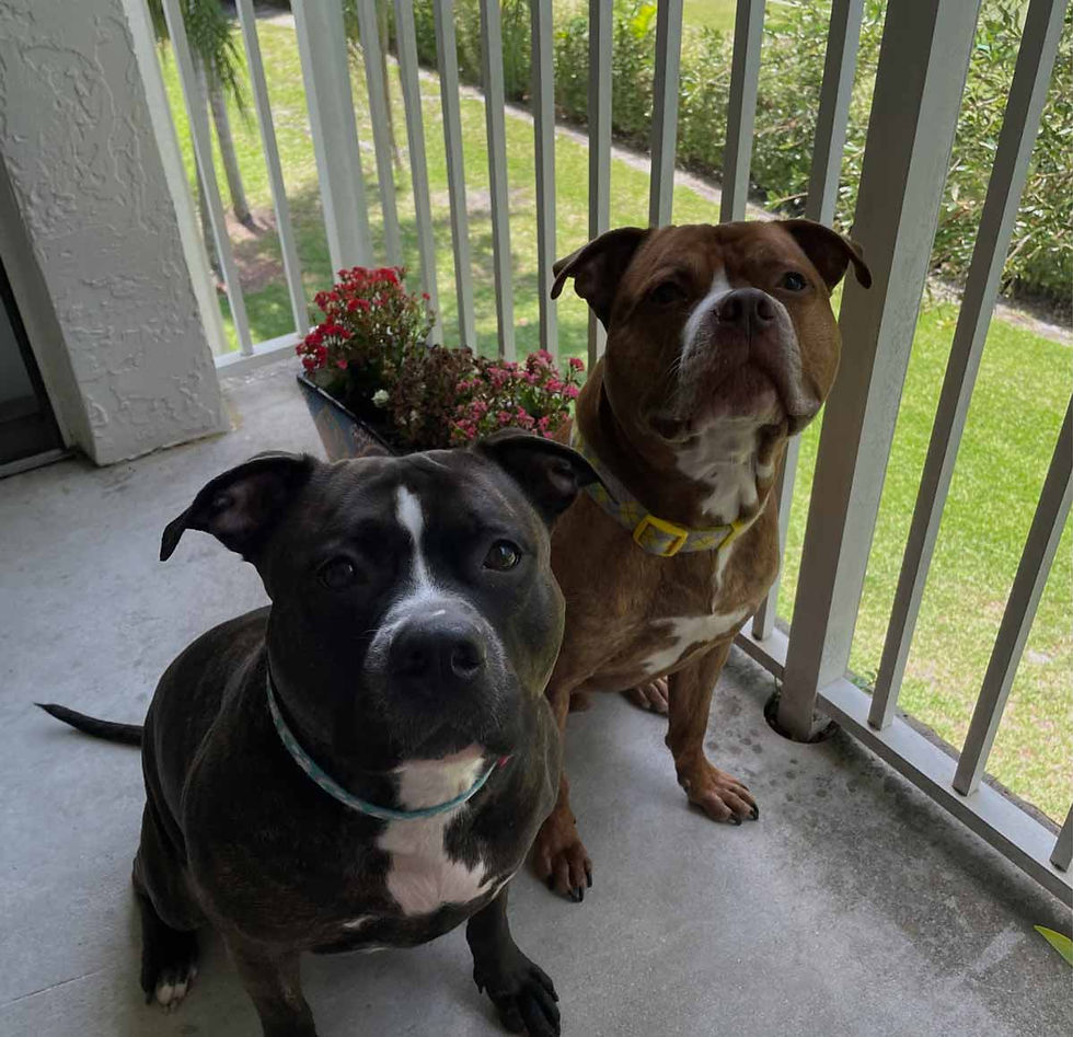 Athena and Zeus Acanda