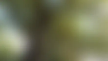 Alte Eiche mit weit verzweigten Ästen als Symbol für Stärke und Unterstützung in Krisenzeiten.