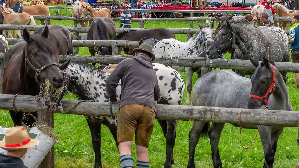 Haflinger- und Norikerfohlen werden beim Fohlenchampionat am Pferdemarkt in Schöder 2025 präsentiert.