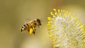Mit gefüllten Pollenhöschen fliegt eine Honigbiene die nächste Blüte an.