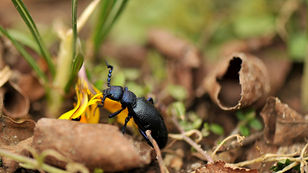 Achtung, hochgiftig und gefährdet: Der Schwarzblaue Ölkäfer