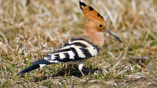 Die Vogel- und Pflanzenwelt im mittleren Murtal – Naturkundliche Besonderheiten entdecken