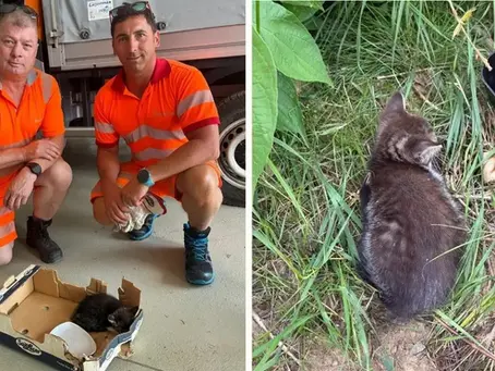 Christian und Jürgen von der Autobahnmeisterei Knittelfeld retten ein Kätzchen von der S36 und bringen es ins Tierheim Knittelfeld.