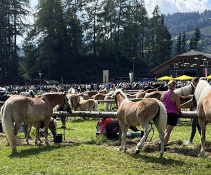 Pferdemarkt Schöder bricht alle Rekorde