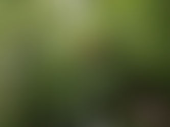 Technischer Einsatz - T01 Baumbergung