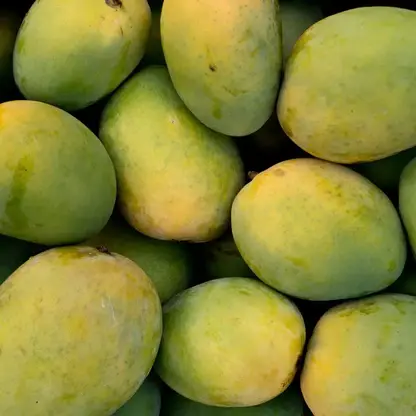 لنگڑا آم