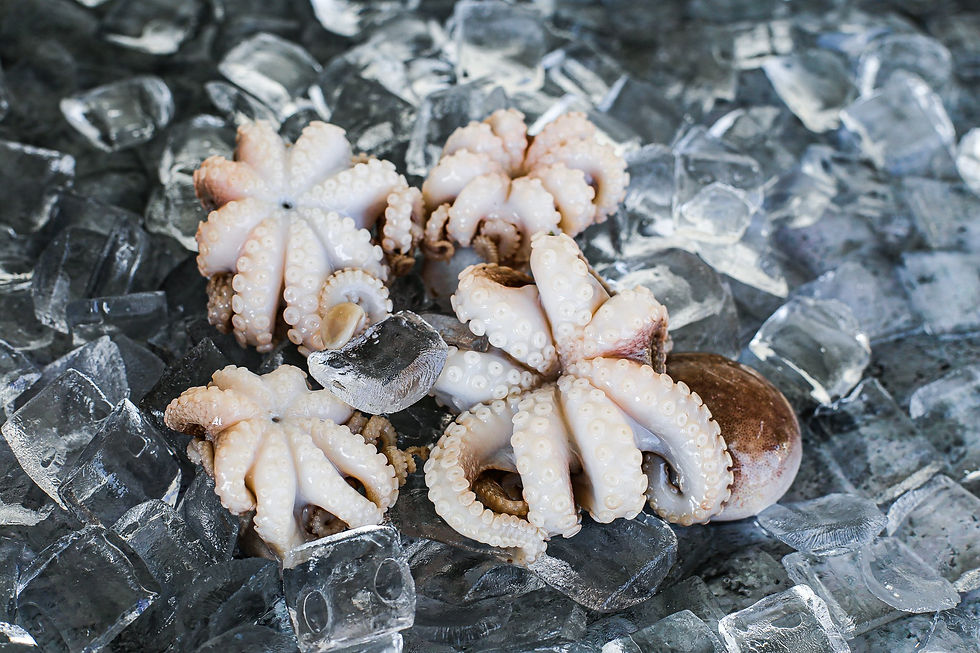 Baby Octopus 1kg