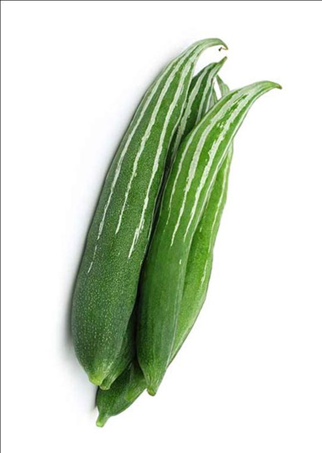 ZUCCA SERPENTE