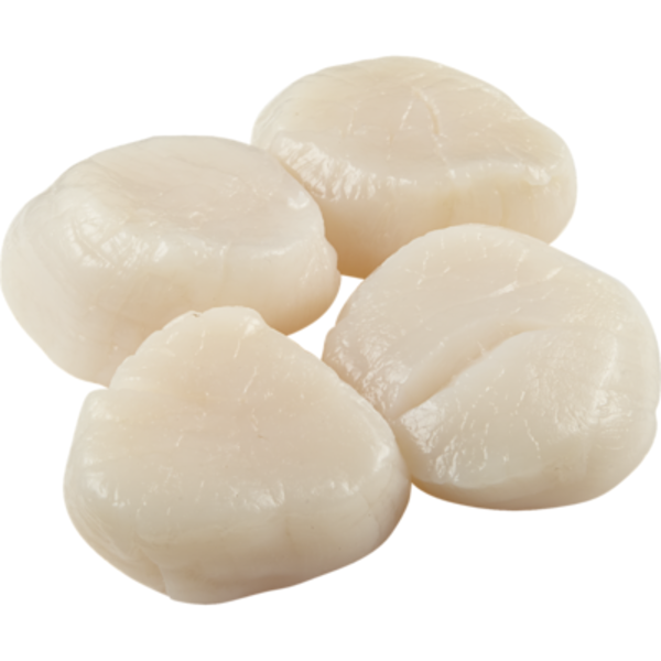 Raw Scallops 300g