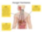 infographic of hunger hormones