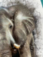 Thumbnail: Brown, grey, elephant, splatter, painting, print, poster, bedroom, kitchen, decor, home, art, animal, african, nature,
