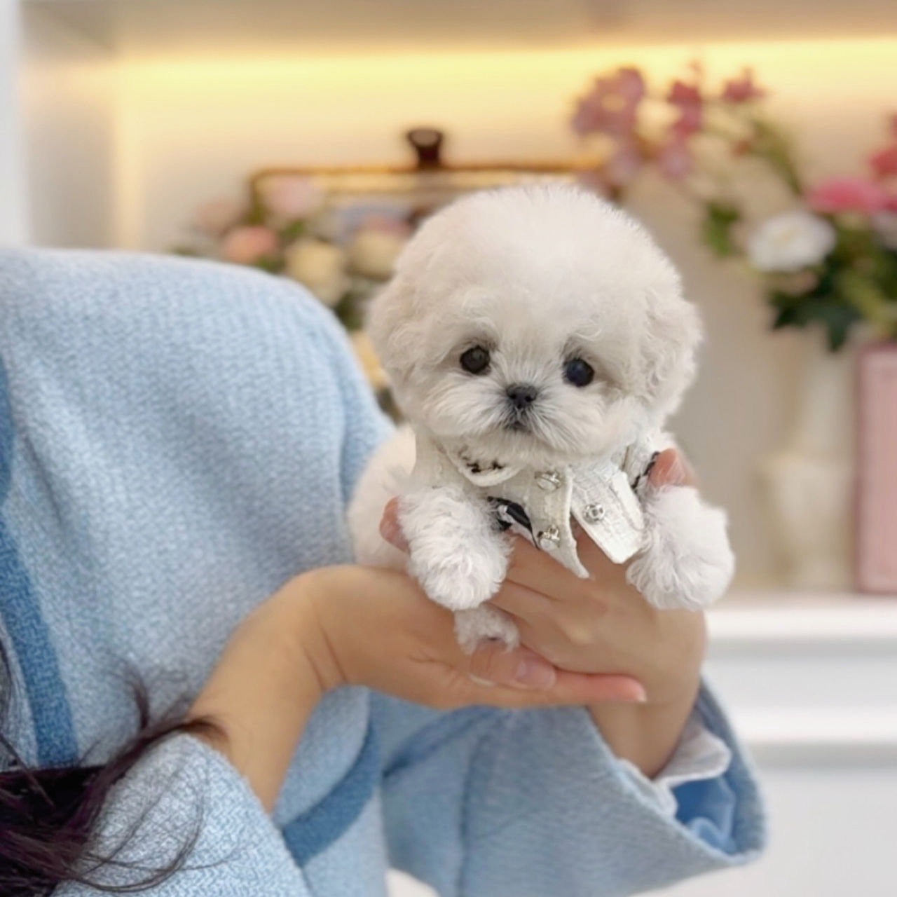 히나 | Minibichon Hina