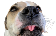 derp.png