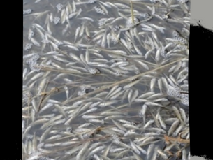 Canada: A phenomenon known as "winterkill" is blamed for fish deaths in Banff National Park