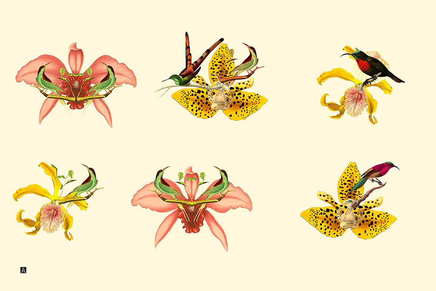 Birds and Orchids