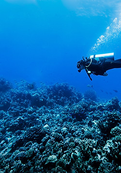 Scuba Diver in Reef