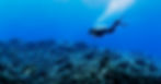 Scuba Diver in Reef