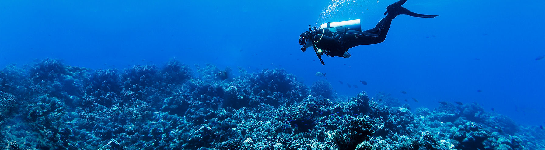 Scuba Diver in Reef