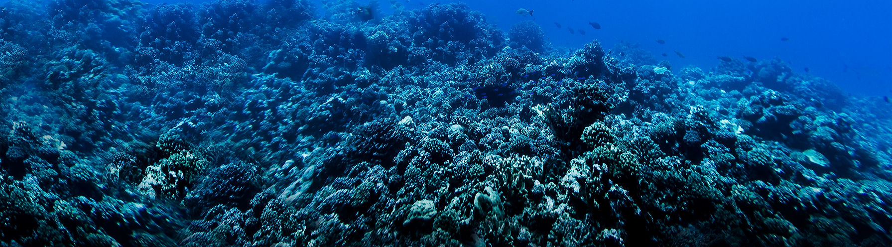 Scuba Diver in Reef