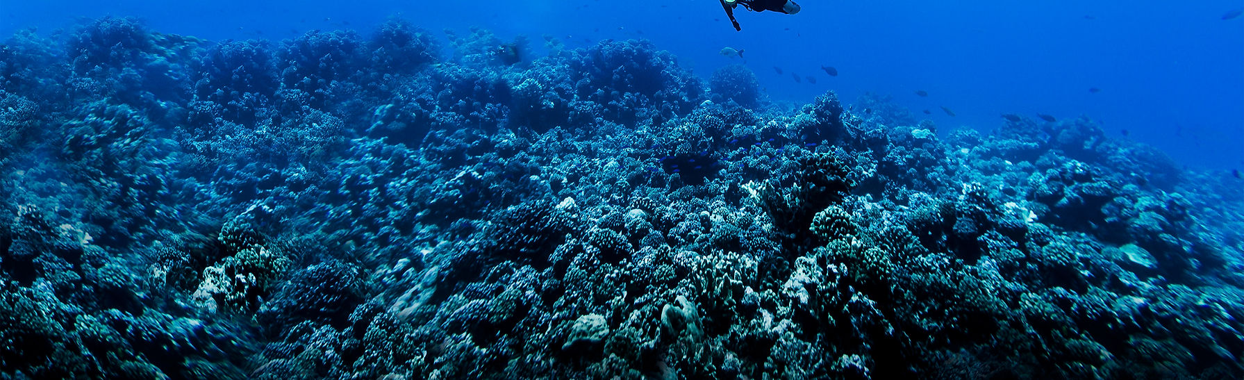 Scuba Diver in Reef