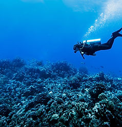 Taucher in Reef