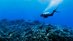 The Great Barrier Reef - Not all Hope Lost