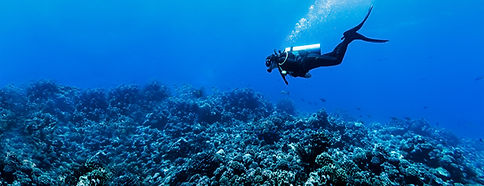 Scuba Diver in Reef