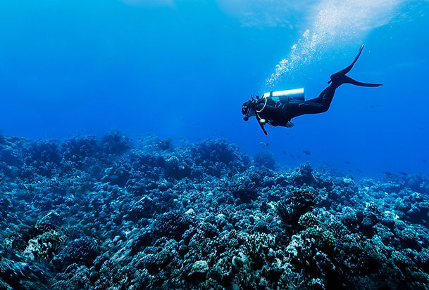 Dive Into Action